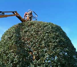 Tree Surgery