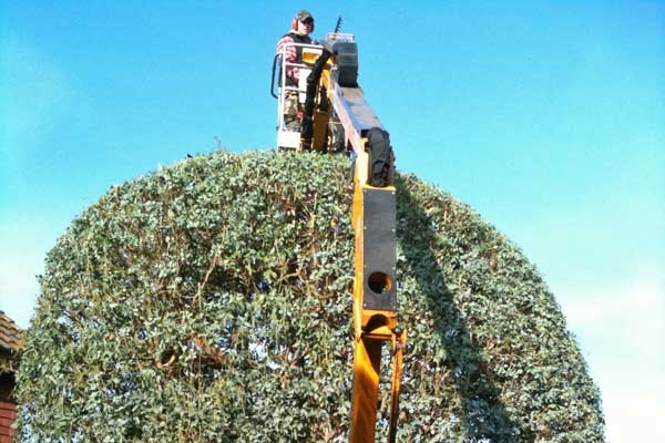 Hedge Trimming